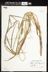Carex utriculata image