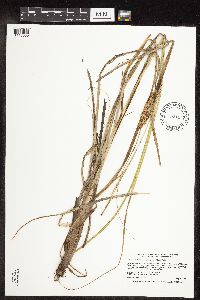 Carex utriculata image