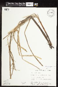 Carex utriculata image