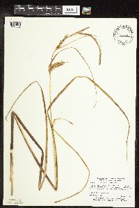 Carex utriculata image