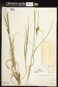 Carex utriculata image