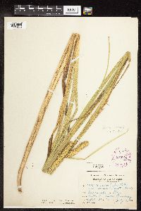 Carex utriculata image
