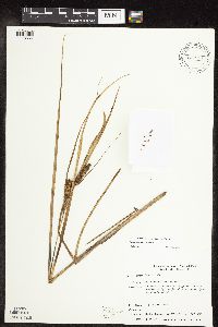 Carex utriculata image