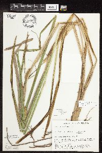 Carex utriculata image