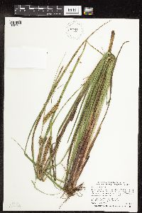 Carex utriculata image