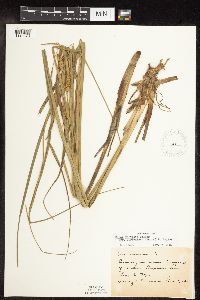 Carex utriculata image