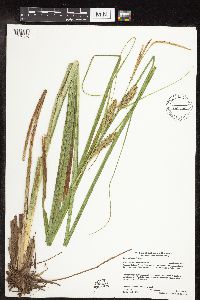 Carex utriculata image