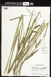 Carex utriculata image