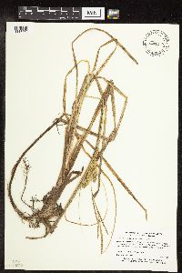 Carex utriculata image