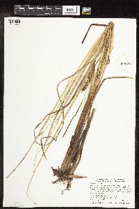 Carex utriculata image