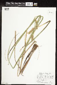 Carex utriculata image