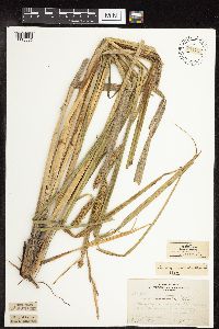 Carex utriculata image