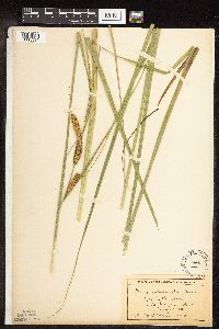 Carex utriculata image