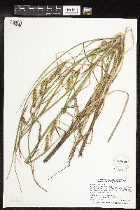 Carex utriculata image