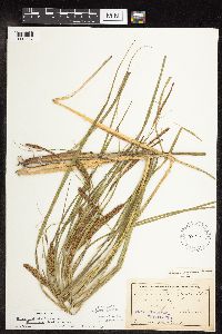 Carex utriculata image