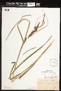 Carex utriculata image