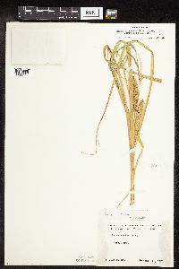 Carex utriculata image