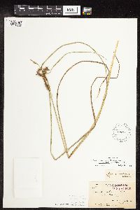 Carex utriculata image