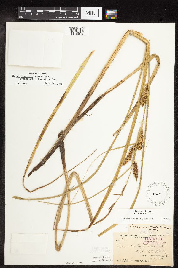 Carex utriculata image