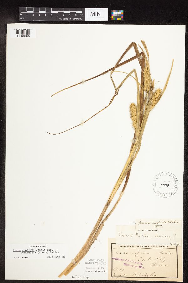 Carex utriculata image