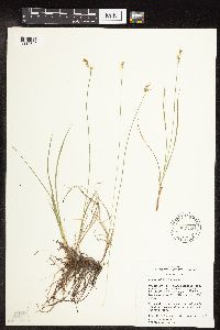Carex vallicola image
