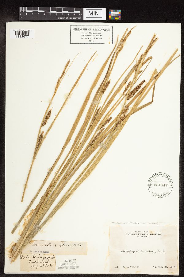 Carex vesicaria x utriculata image