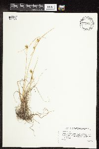Carex viridula subsp. viridula image