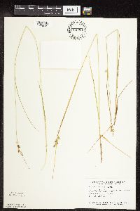 Carex viridula image