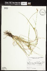 Carex viridula image