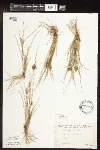 Carex viridula image