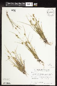 Carex viridula image