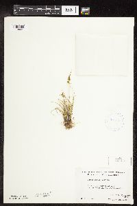 Carex viridula image