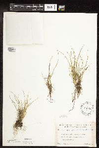 Carex viridula image