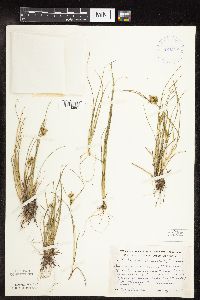Carex viridula image
