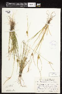 Carex viridula image