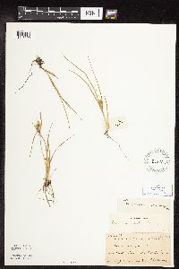 Carex viridula image