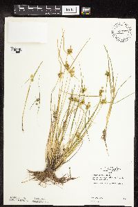 Carex viridula image