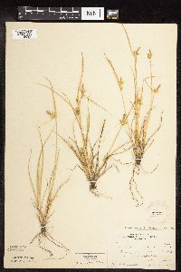 Carex viridula image
