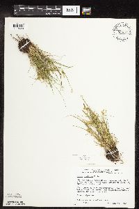 Carex viridula image