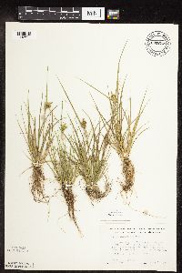 Carex viridula image
