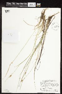 Carex viridula image