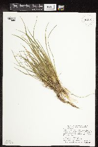 Carex viridula image
