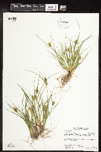 Carex viridula image