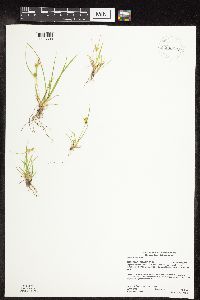 Carex viridula image