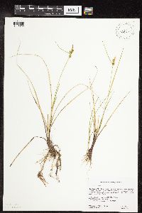 Carex viridula image