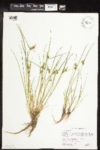 Carex viridula image