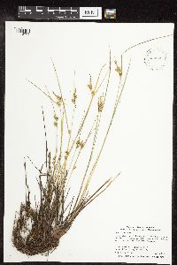 Carex viridula image