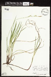 Carex woodii image