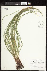 Carex woodii image