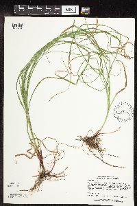 Carex woodii image